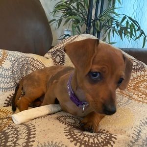 Meet your Posher, Lily